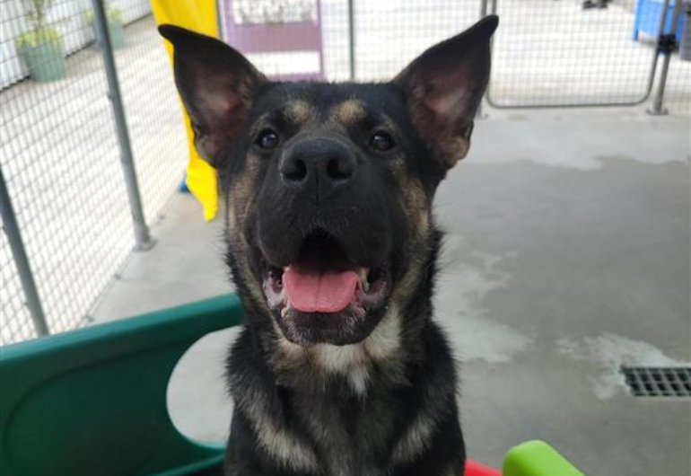 Dog Tile Image Noodle 5 770X530