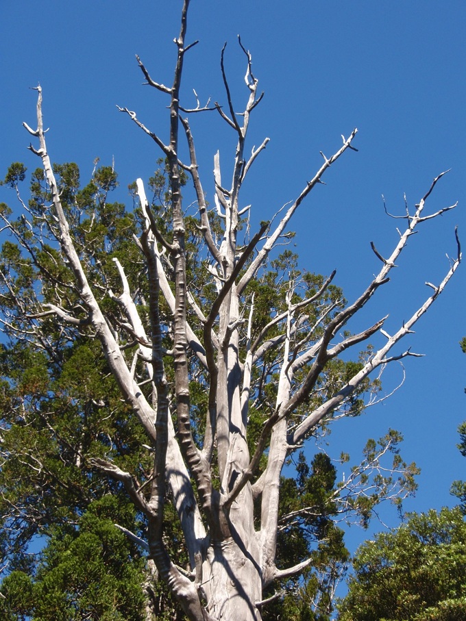 The digital kaitiaki of our forests (1)