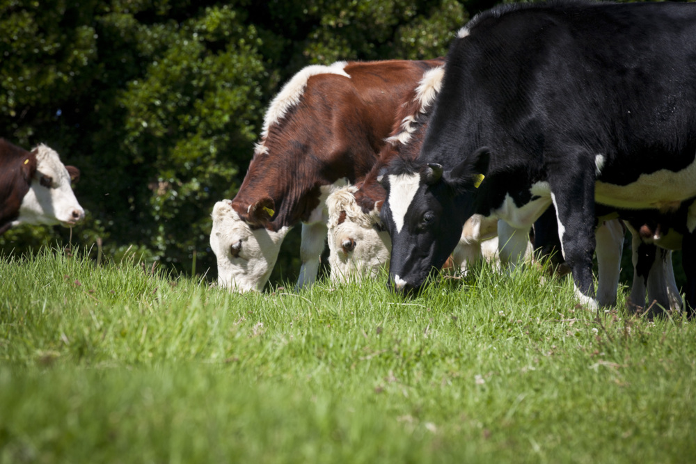 Cows in a field.