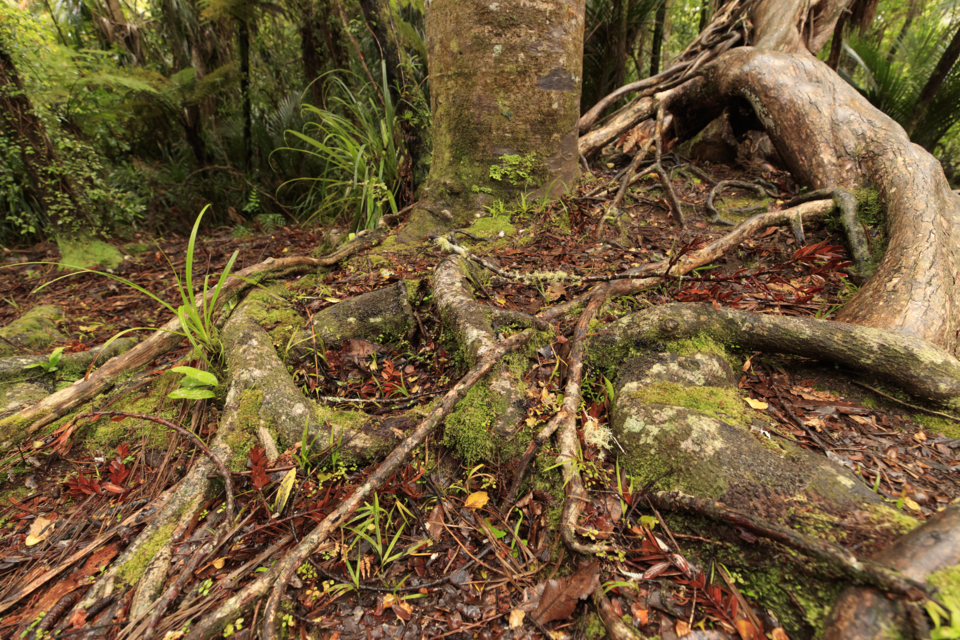 Local park and track closures to prevent spread of kauri dieback