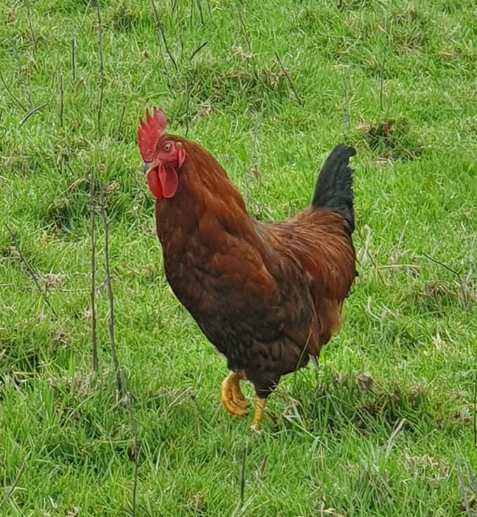 Rooster takes pig under his wing (2)