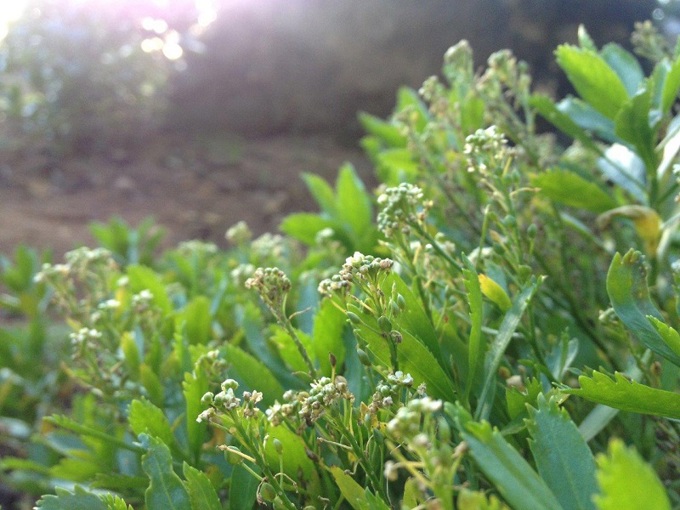 Discover Cooks scurvy grass at the Botanic Gardens