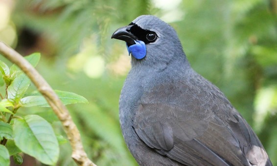 PHOTO: KŌKAKO