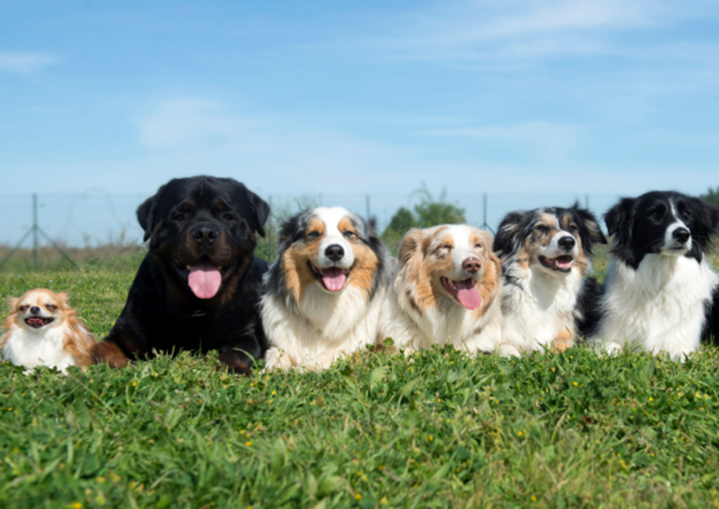 A group of dogs