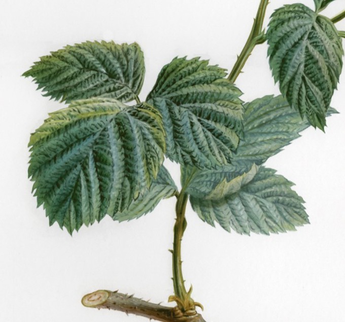 Thomas Paster leaf crop_jxf3dtbd.jpg