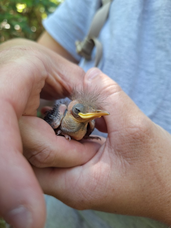 A New Hihi Chick On Titiriti Matangi Island Photo Credit To Hihi Conservation Charitable Trust