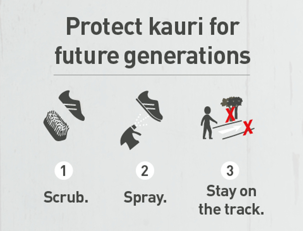 kauri-dieback-480365