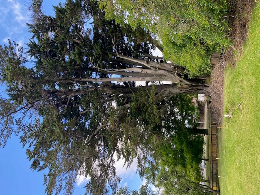Macrocarpa tree 1