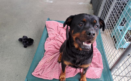 Cersi (ADOPTED) tile image