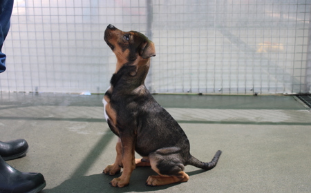 Sir Tristram (ON HOLD) tile image