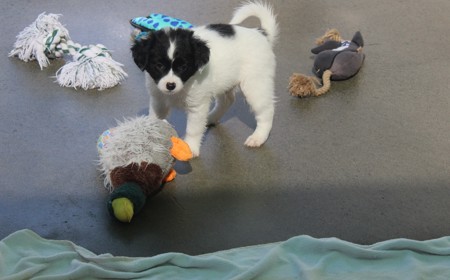 Pikachu (ON HOLD) tile image