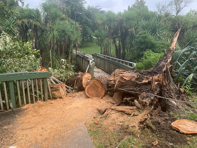 Downed Tree After Cyclone Dovi