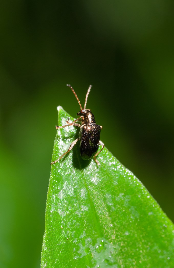 Biocontrol Beetles On A Mission 1