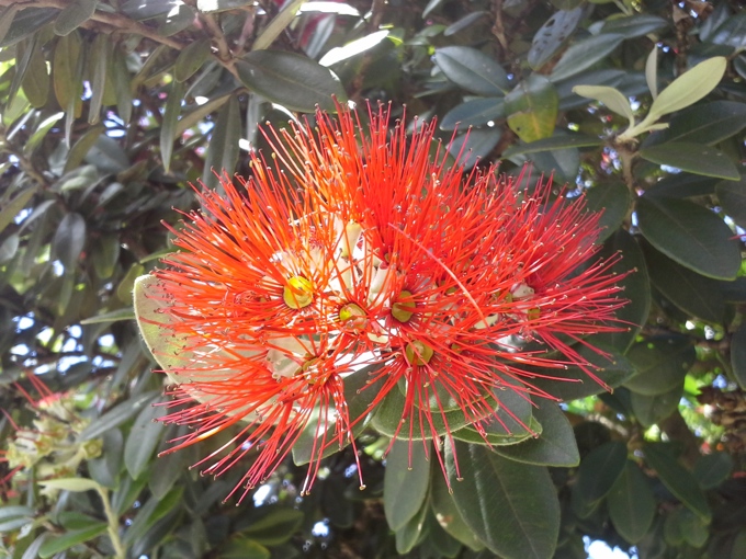 Pohutukawa