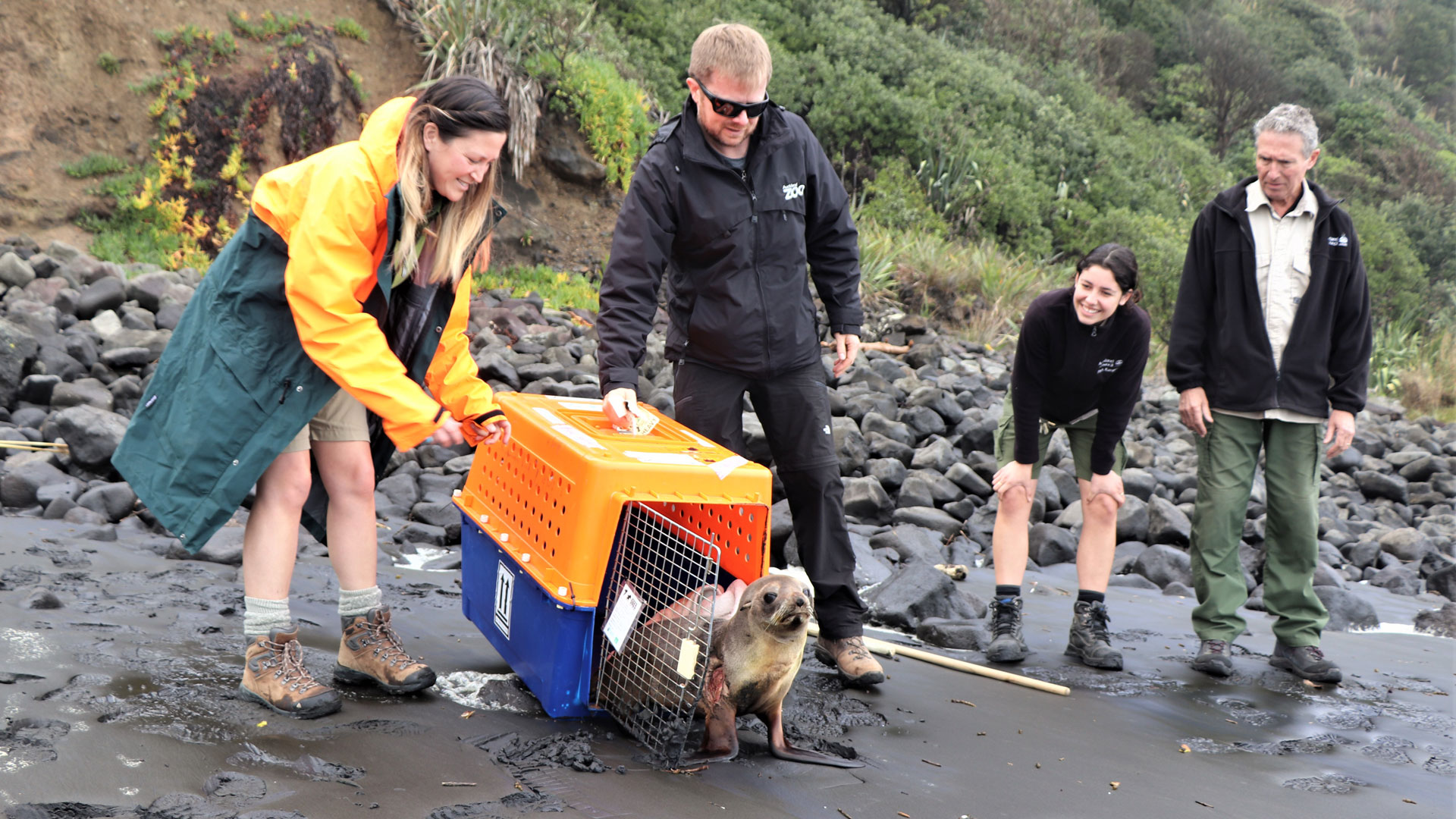 Aimee (2nd from right) watching the release of a NZ fur seal at Muriwai Regional Park. L to R: Gabrielle Goodin (DoC), Vet Dr James Chatterton (Auckland Zoo), Aimee, Van Haresnape (Auckland Council Ranger).