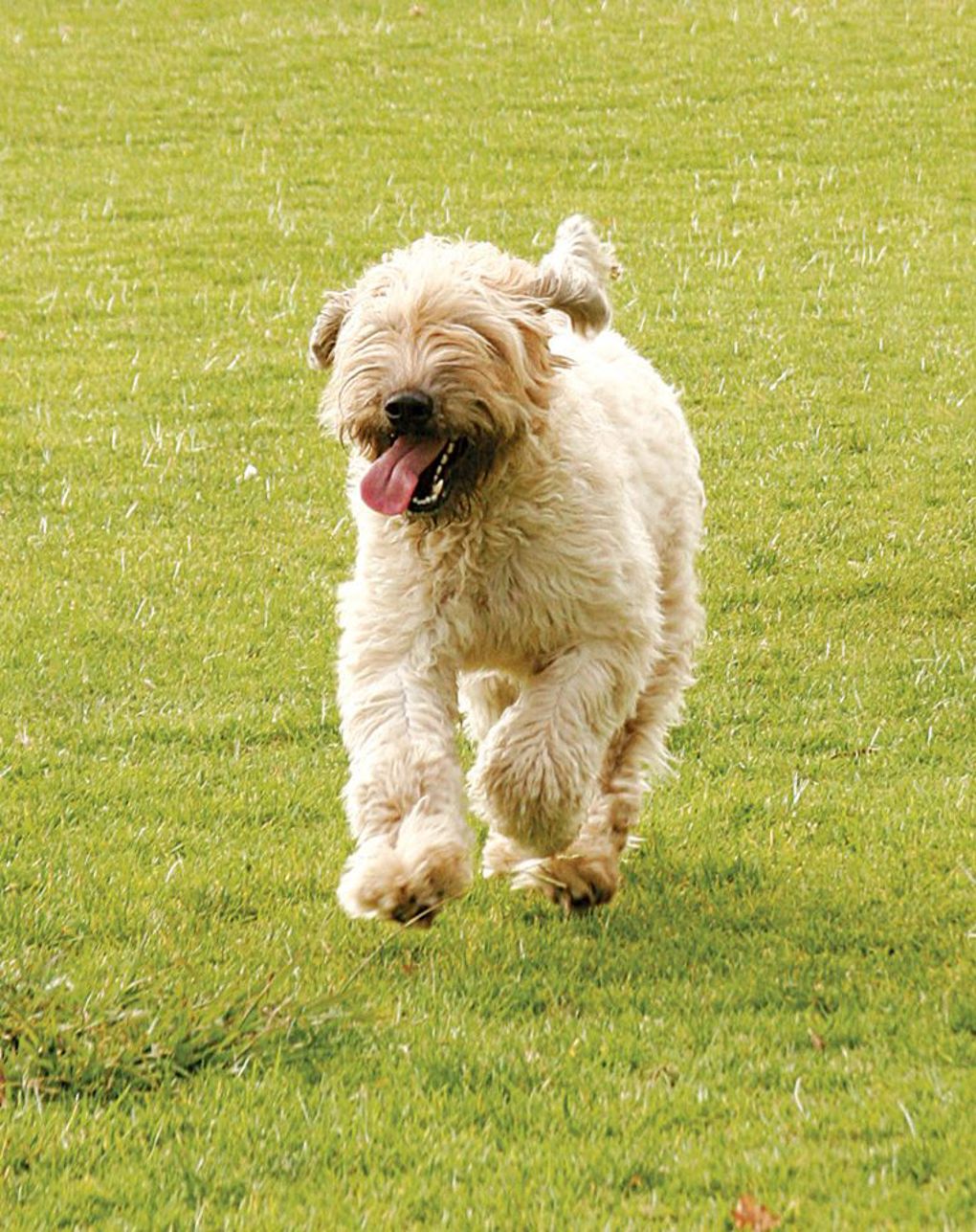 Dog