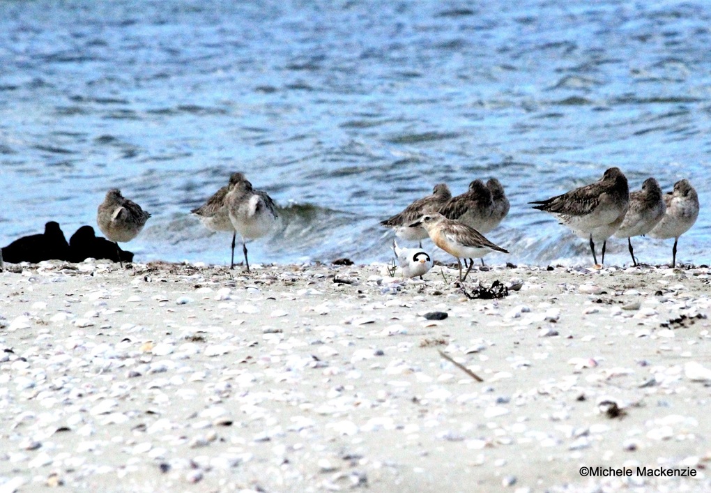 Temporary dog rule changes to protect Snells Beach wildlife