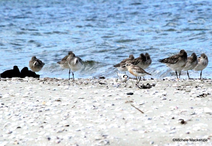 Temporary dog rule changes to protect Snells Beach wildlife