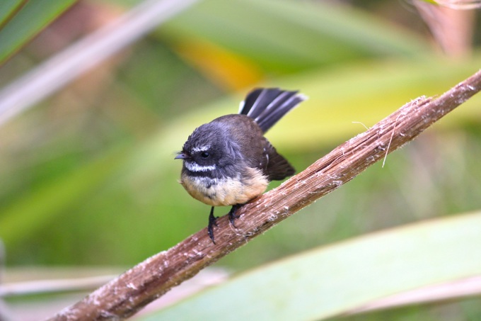 Backyard birds - Fantail