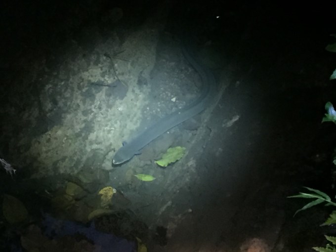 Eels reach dead end in Grafton Cemetery