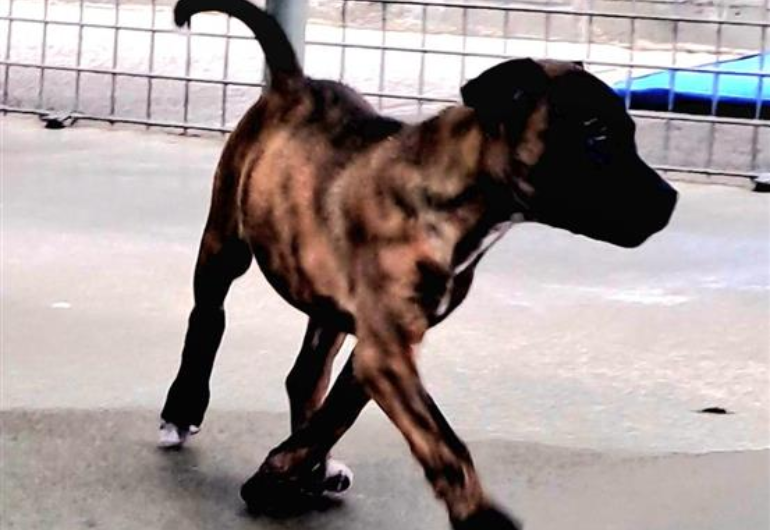 Dog Tile Image Urzila 2 770X530