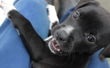 Badger (ON HOLD) tile image