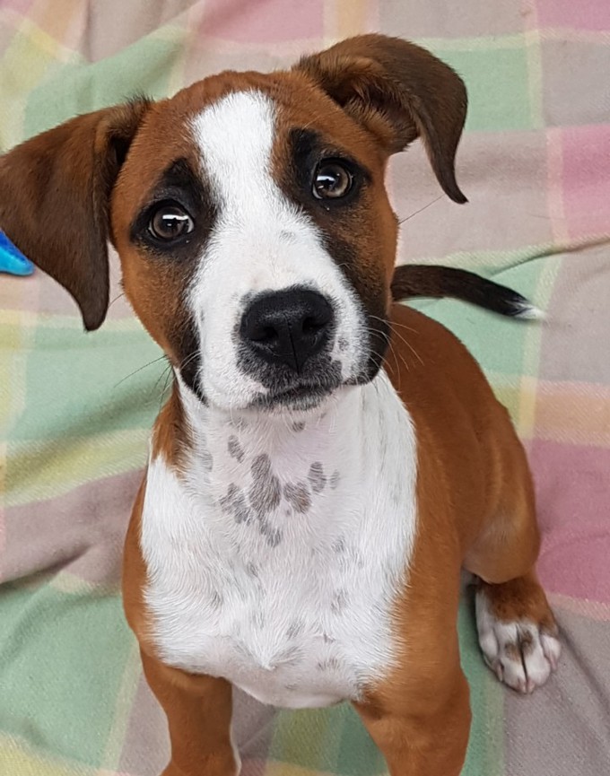 Adorable adoptables from Auckland's shelters (2)