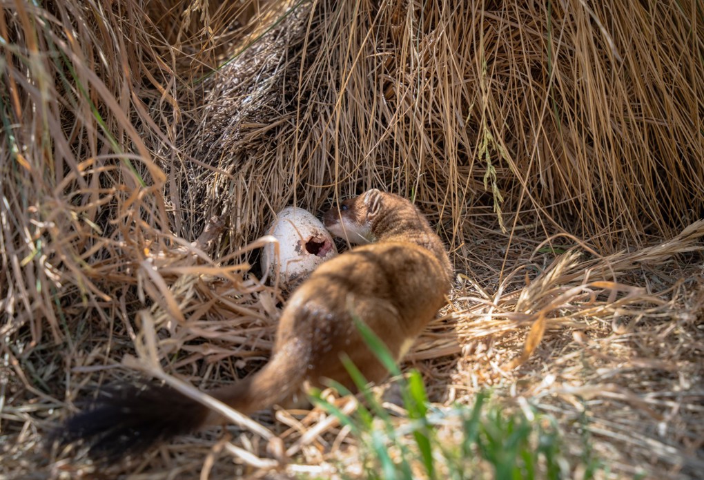 Stoat Eating Egg. Supplied By Department Of Conservation
