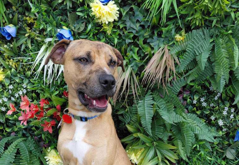 Dog Tile Image Rudolph 1 770X530