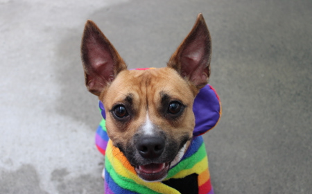 Pāeroa (ON HOLD) tile image