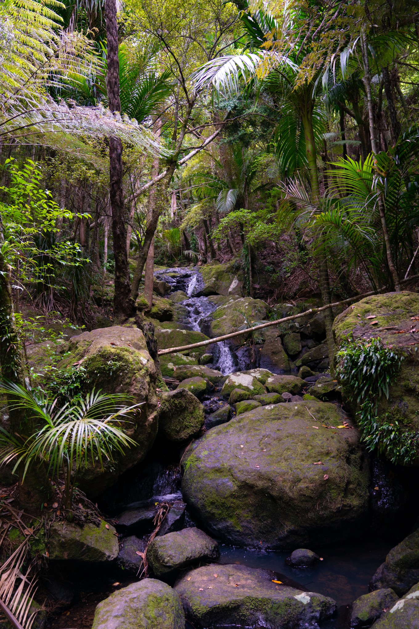 Taking you from the beach to a series of pretty waterfalls, the Cascades Track is a must-do walk if you’re camping at Whakanewha Regional Park, Waiheke.