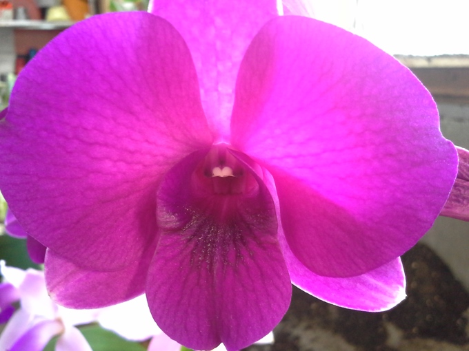 Orchids at the Wintergarden