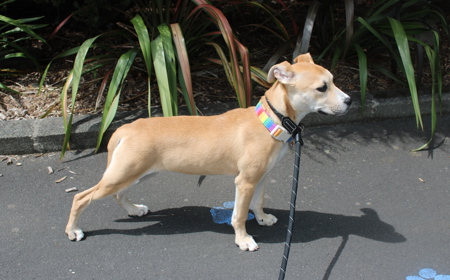 Thai (ON HOLD) tile image