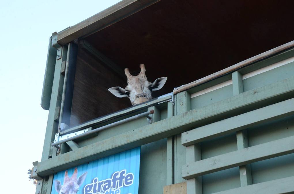 Zoo Tales: Giraffes on the move (1)