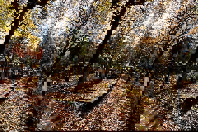 Symonds Street Cemetery enhancements showing good results