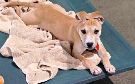 Thai (ON HOLD) tile image