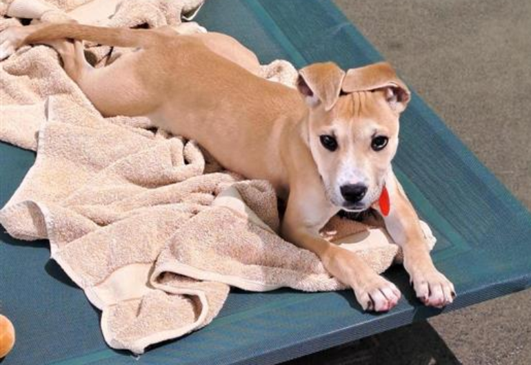 Dog Tile Image Thai 2 770X530