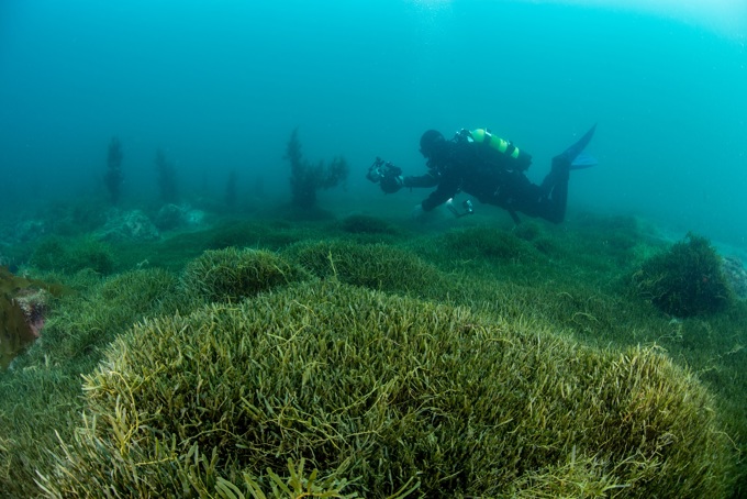 Diver over a caulerpa bed in the Hauraki Gulf