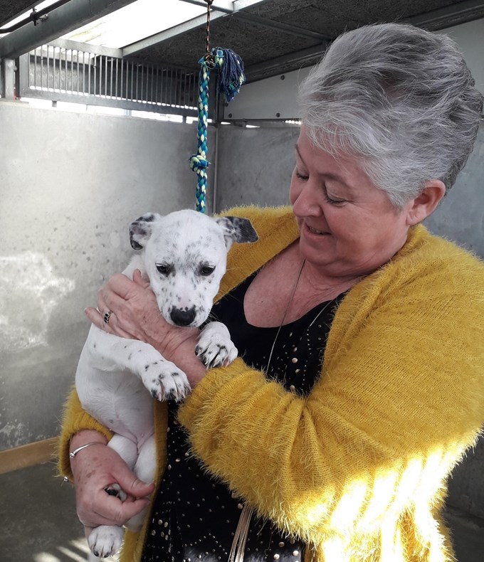 Behind the scenes: no shortage of love at Auckland's animal shelters