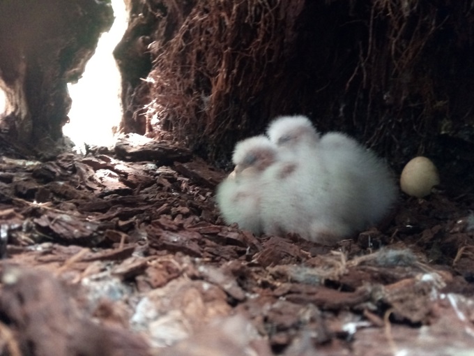 Mayoral Conservation Awards 5 (1)