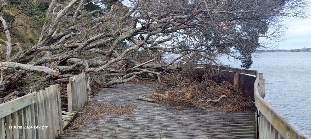 Damaged tree blocking Manukau Coastal Track.