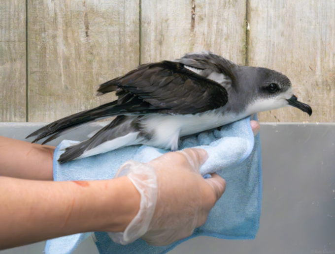 Our Auckland - From Sea to Sanctuary Saving Aotearoa New Zealand’s precious seabirds_i4z5syvv.png