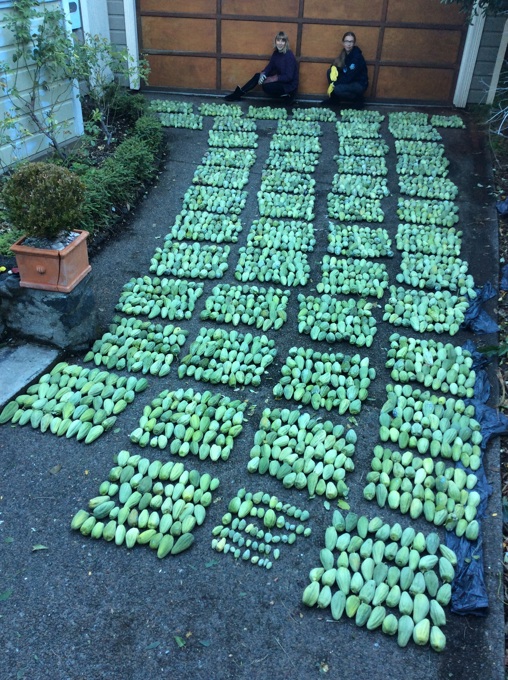 Moth Plant Pods Competition – this round goes to the humans_Izzy _ Lucia MacKenzie 2600.jpg