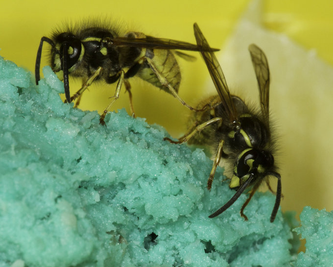 Pest control set for Waitakere Wasps 02