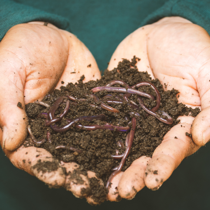 Compost collective worm farm FB image_bjnvl1wp.png