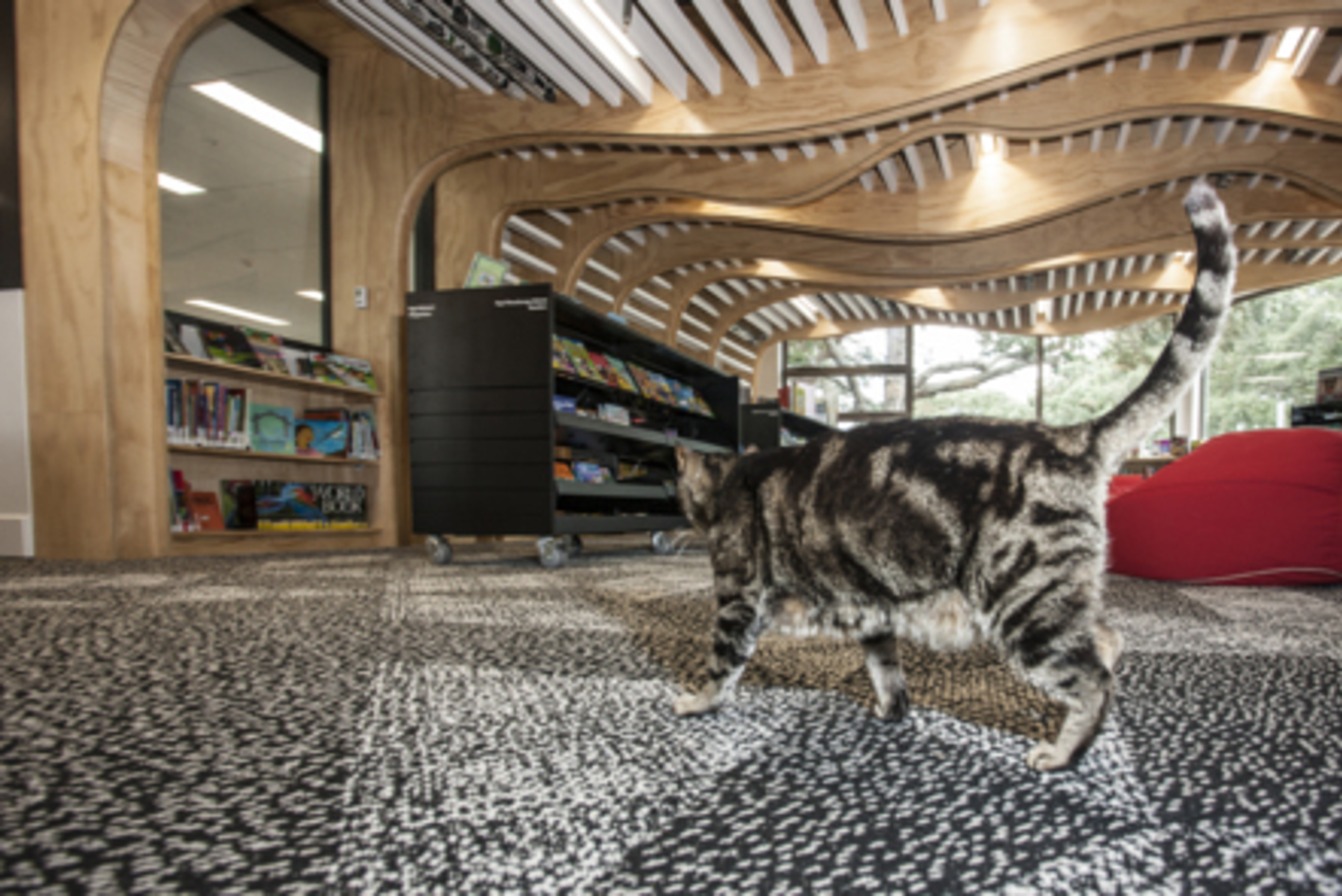 Cat Cafe Comes To Auckland OurAuckland