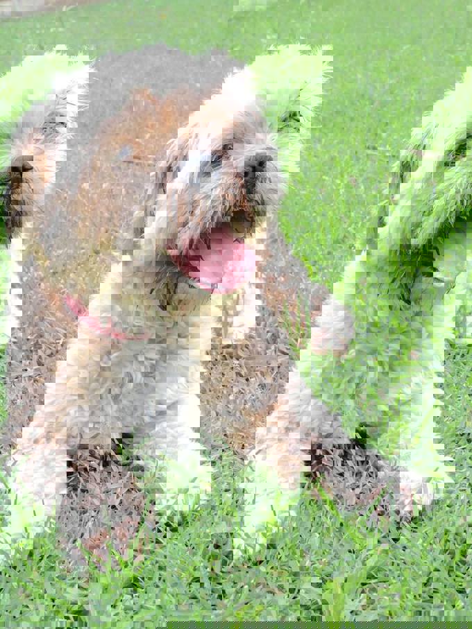 Local Dog Access Rules Review