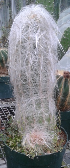 Fluffy cactus keeps your winter warm