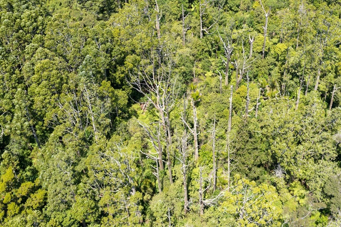 Pakiri kauri dieback 1