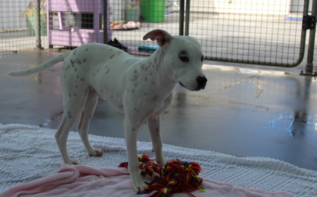 Corriedale tile image